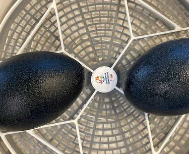 Nurture Right 360 Egg Trays for Small to XL Egg Sizes